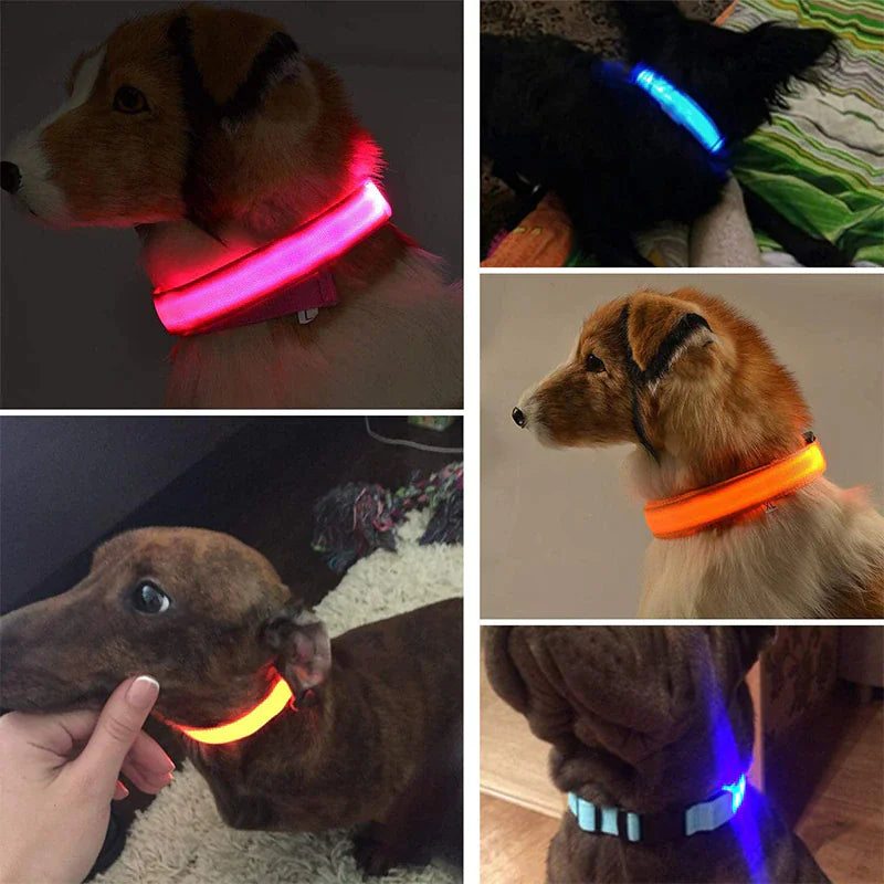 Glowing Safety LED Dog Collar